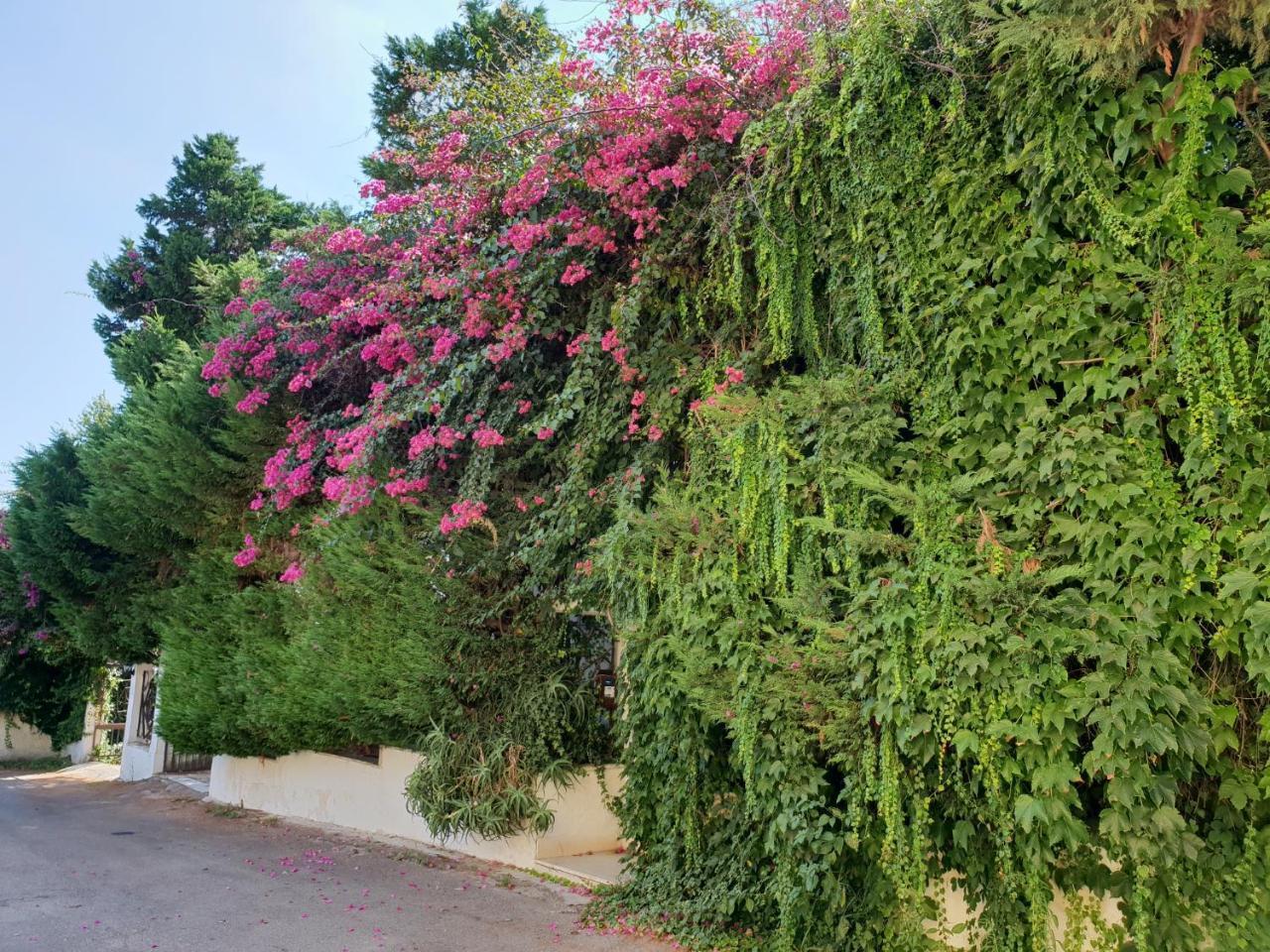 B&B Il Giardino Di Villa Anna Trecase Kültér fotó