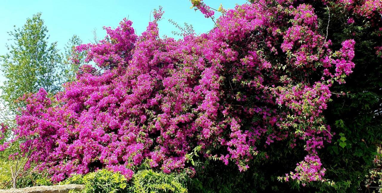 B&B Il Giardino Di Villa Anna Trecase Kültér fotó